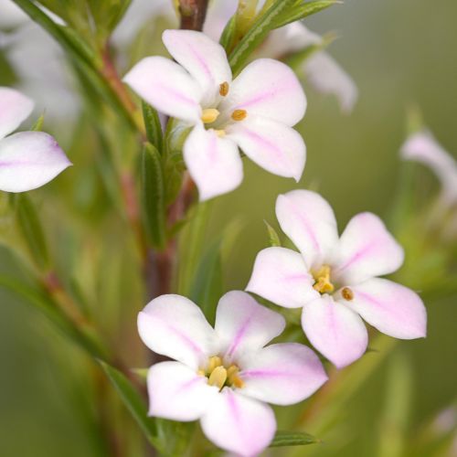 DIOSMA